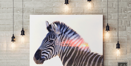 Zebra SN-mediegrafiker